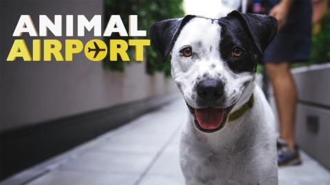 Animal Airport