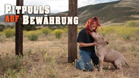Pitbulls auf Bewährung