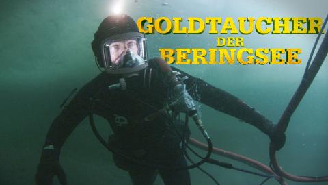 Goldtaucher der Beringsee