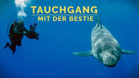 Tauchgang mit der Bestie