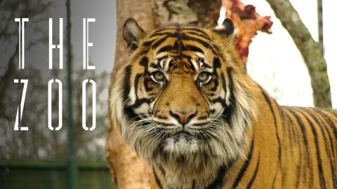 The Zoo