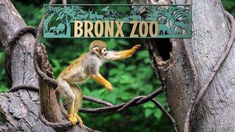 Bronx Zoo