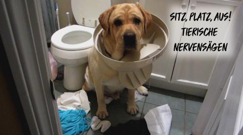 Bad Dog