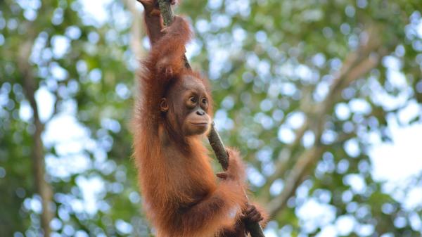 Hende selv Overlegenhed overfladisk Red Ape: Saving The Orangutan | Red Ape: Saving The Orangutan | Videos |  discovery+