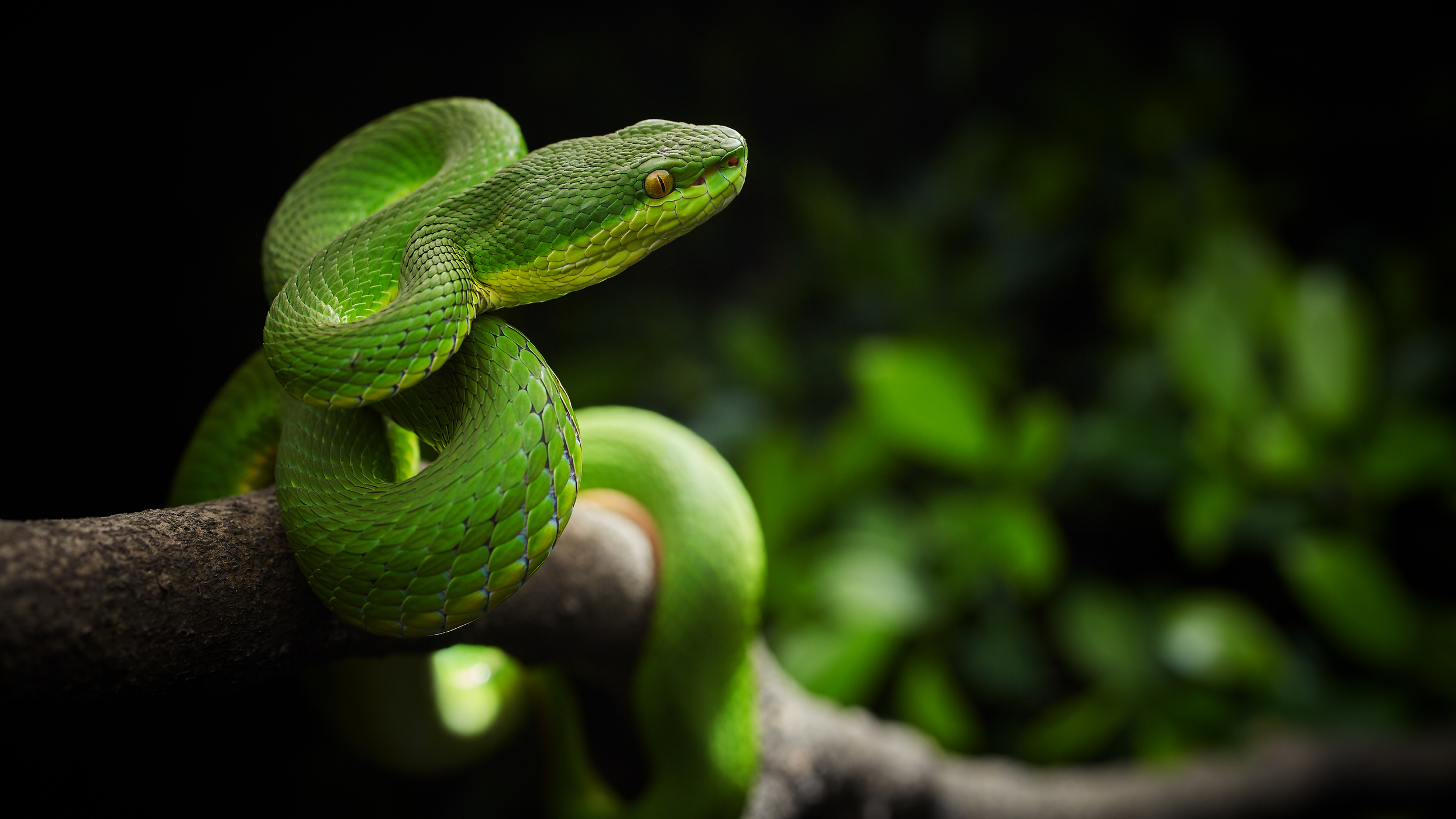 Dating nettsted for Viper