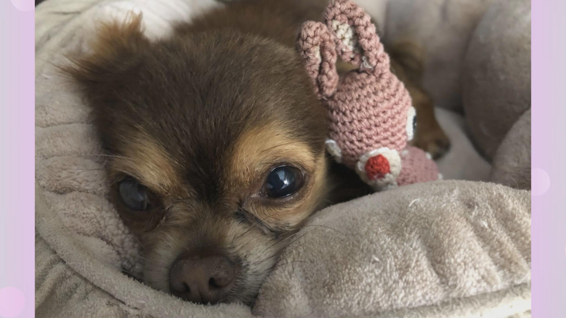 Amanda Ein Herz Fur Hunde Kostenlos Sehen Tlc