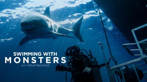 Swimming With Monsters: Steve Backshall