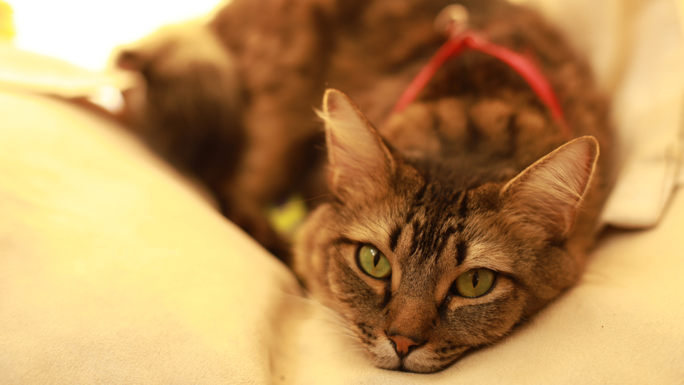 my cat from hell philly's forgotten cats