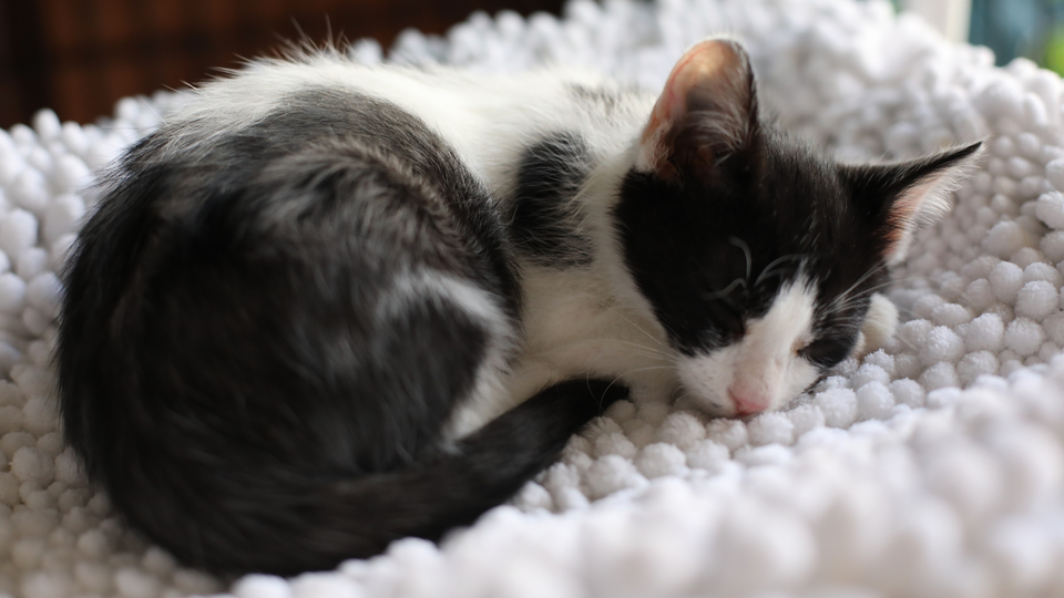 my cat from hell philly's forgotten cats