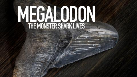 Megalodon: The Monster Shark Lives