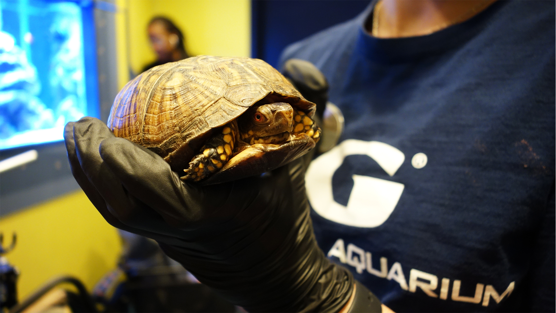 Das AtlantaAquarium Aufbruch in die große Welt