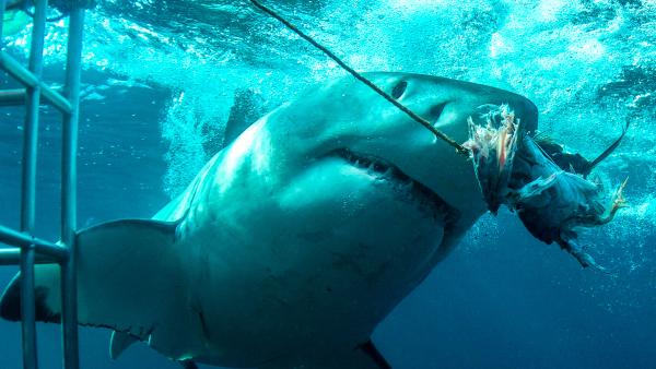 Great White Serial Killer | Shows | discovery+ image.