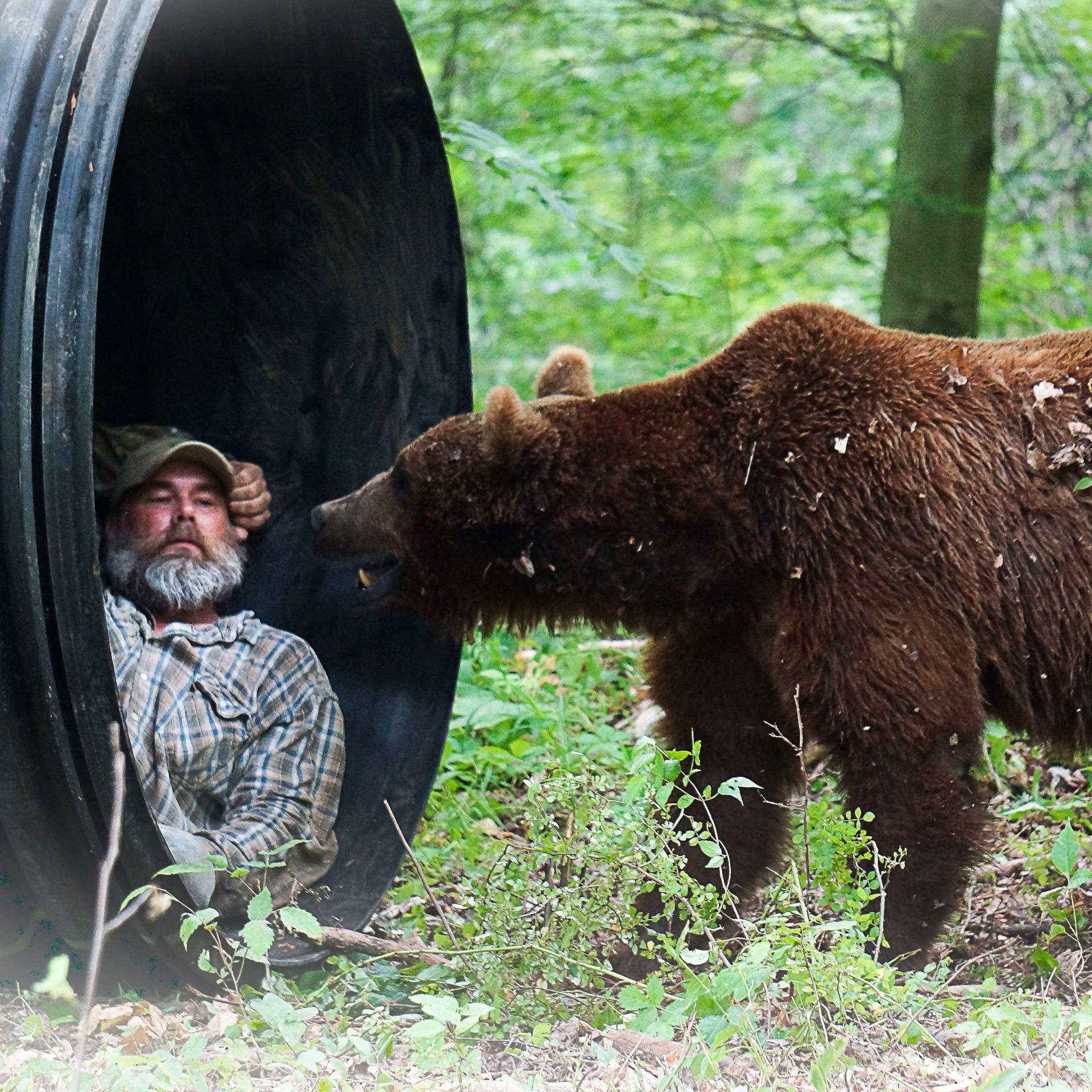 An Orphanage for Grizzly Bears, Nature and Wildlife