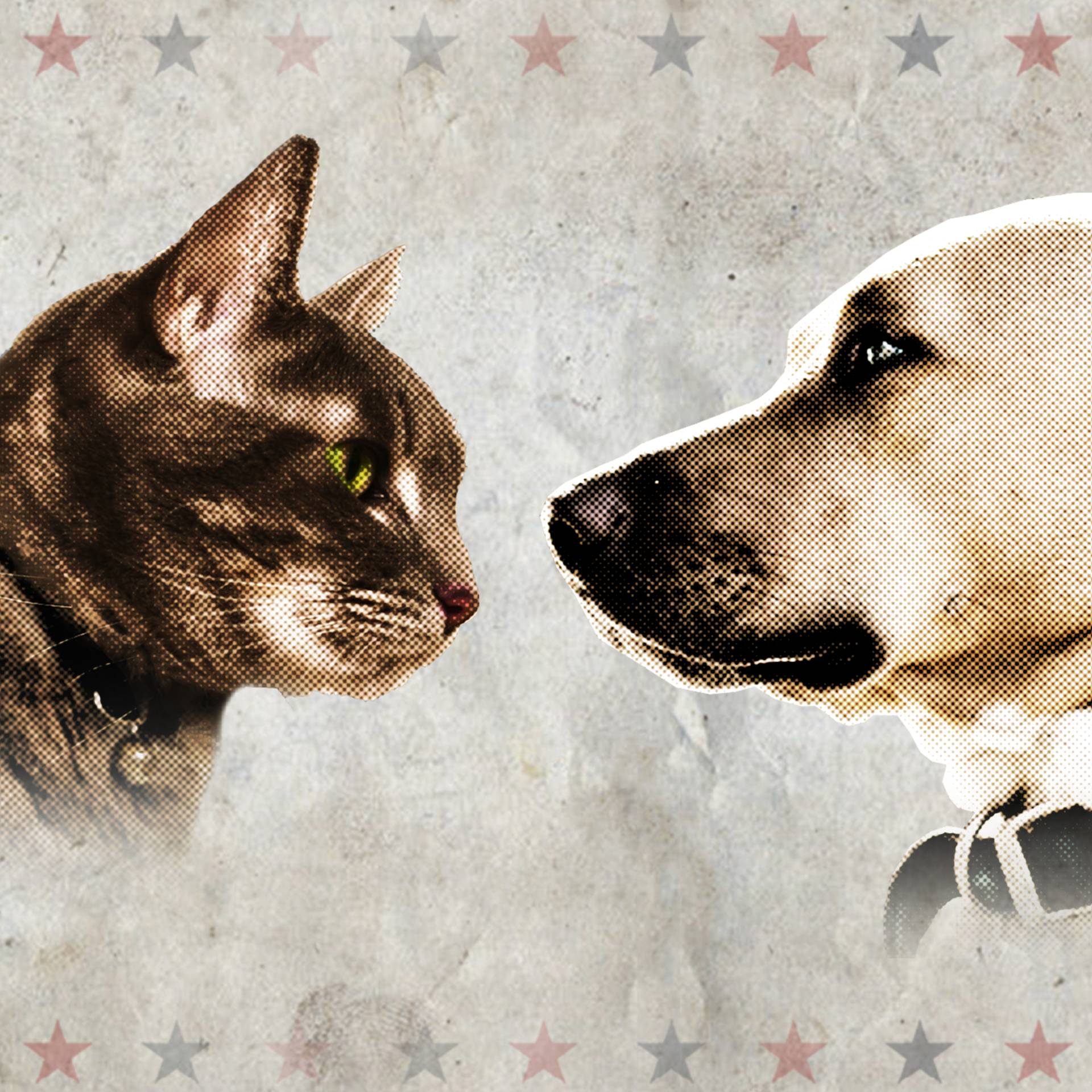 Jackson galaxy online cats and dogs