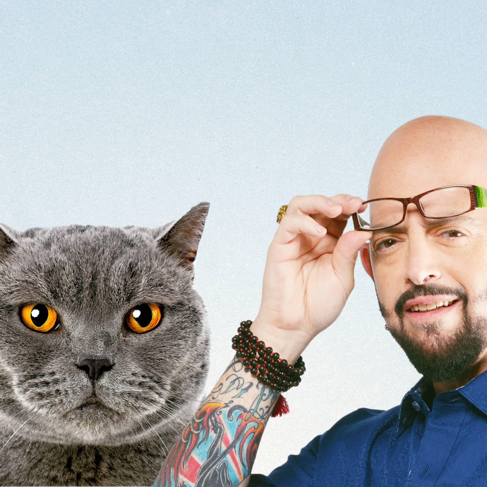 Jackson galaxy hot sale cat toys uk